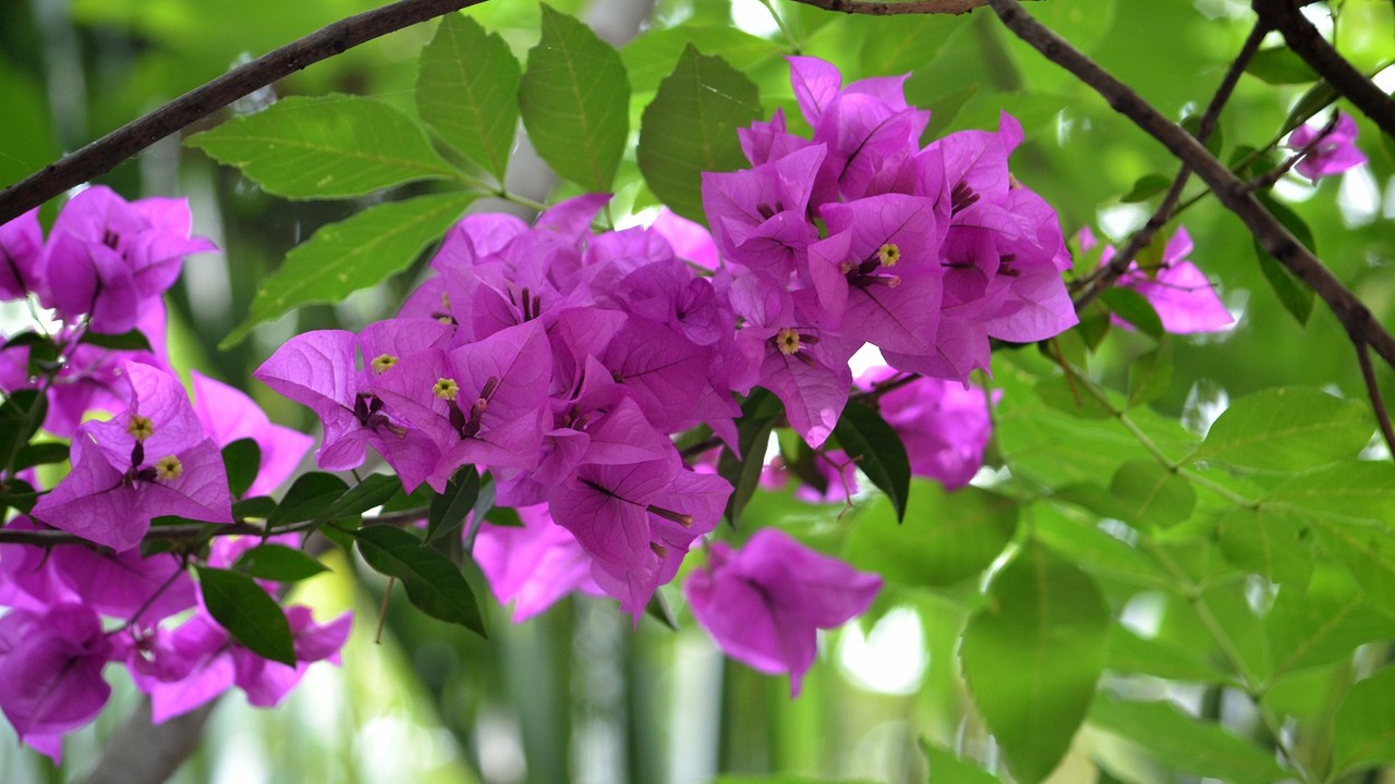 tipos de plantas para maceta hecha de llanta