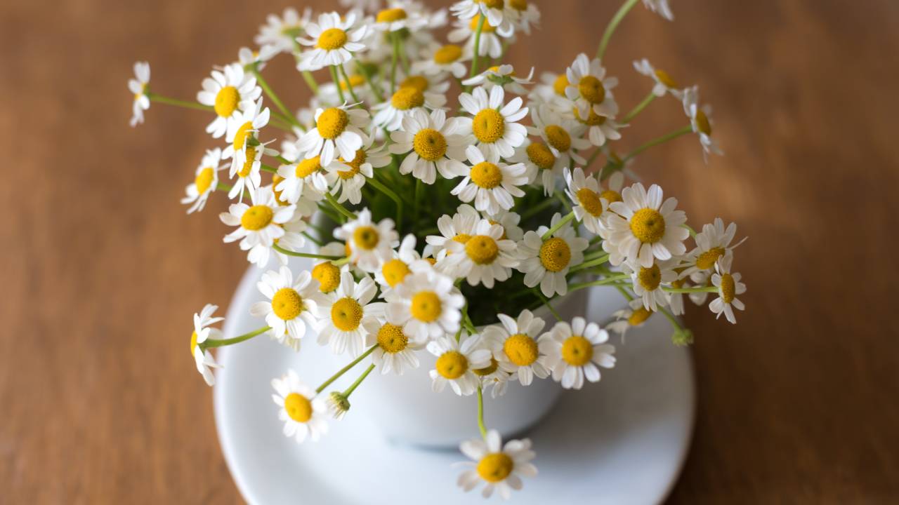 La verdad sobre la manzanilla en el hígado