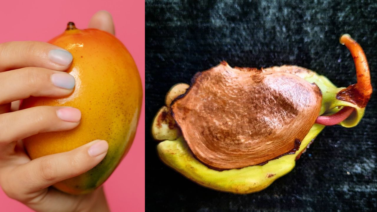 beneficios de la semilla de mango