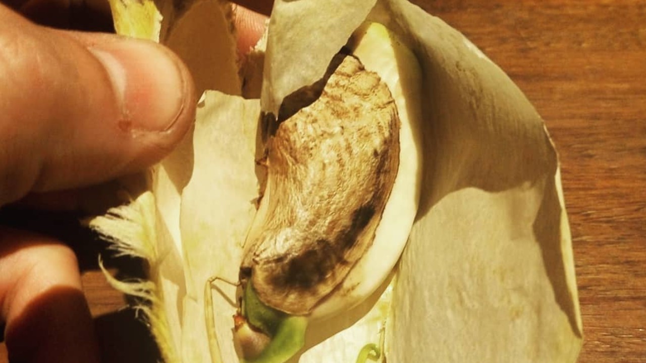 cómo sacar semilla de mango