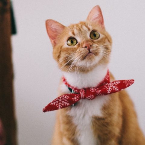 nombres de gatos divertidos y originales