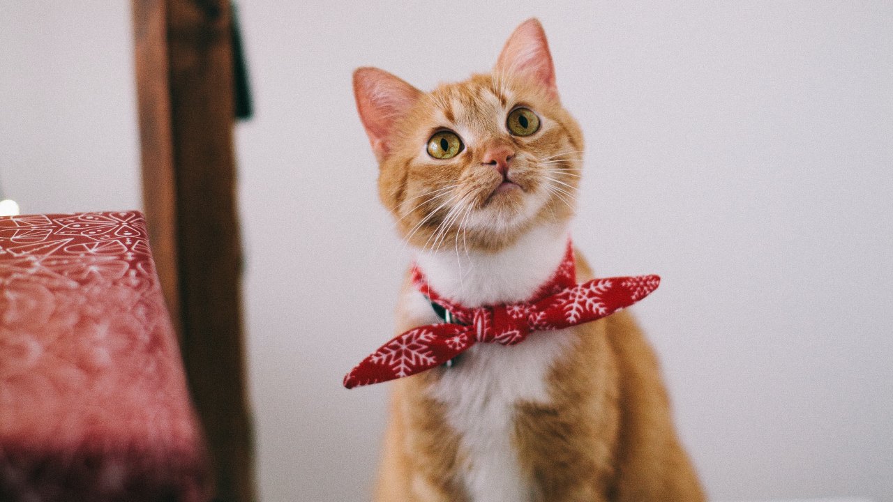 nombres de gatos divertidos y originales