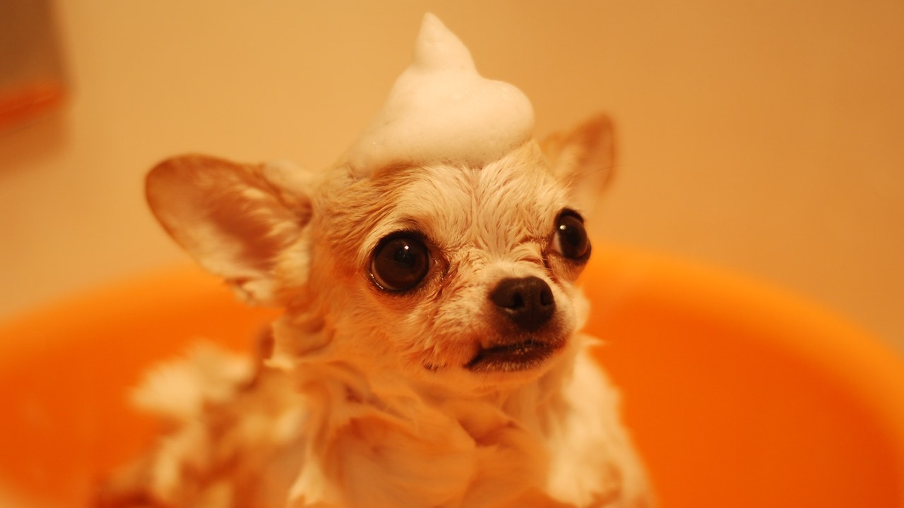 perrito chihuahueño nombres recomendados