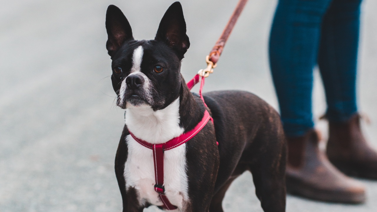 pecheras para razas de perros grandes
