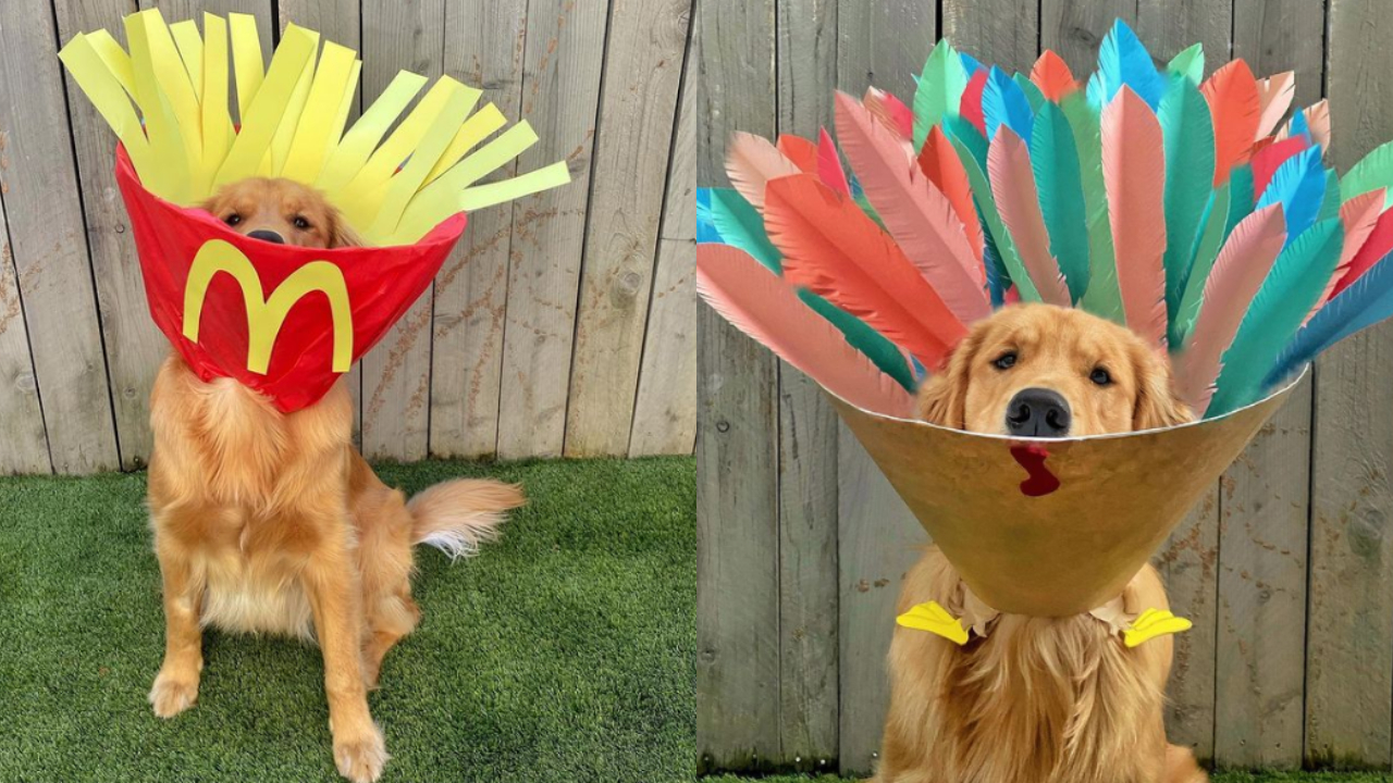 El perro golden que se hizo viral con su cono