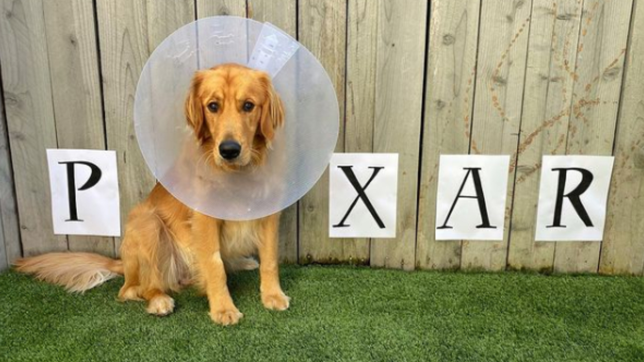 Finn se hizo viral con su cono