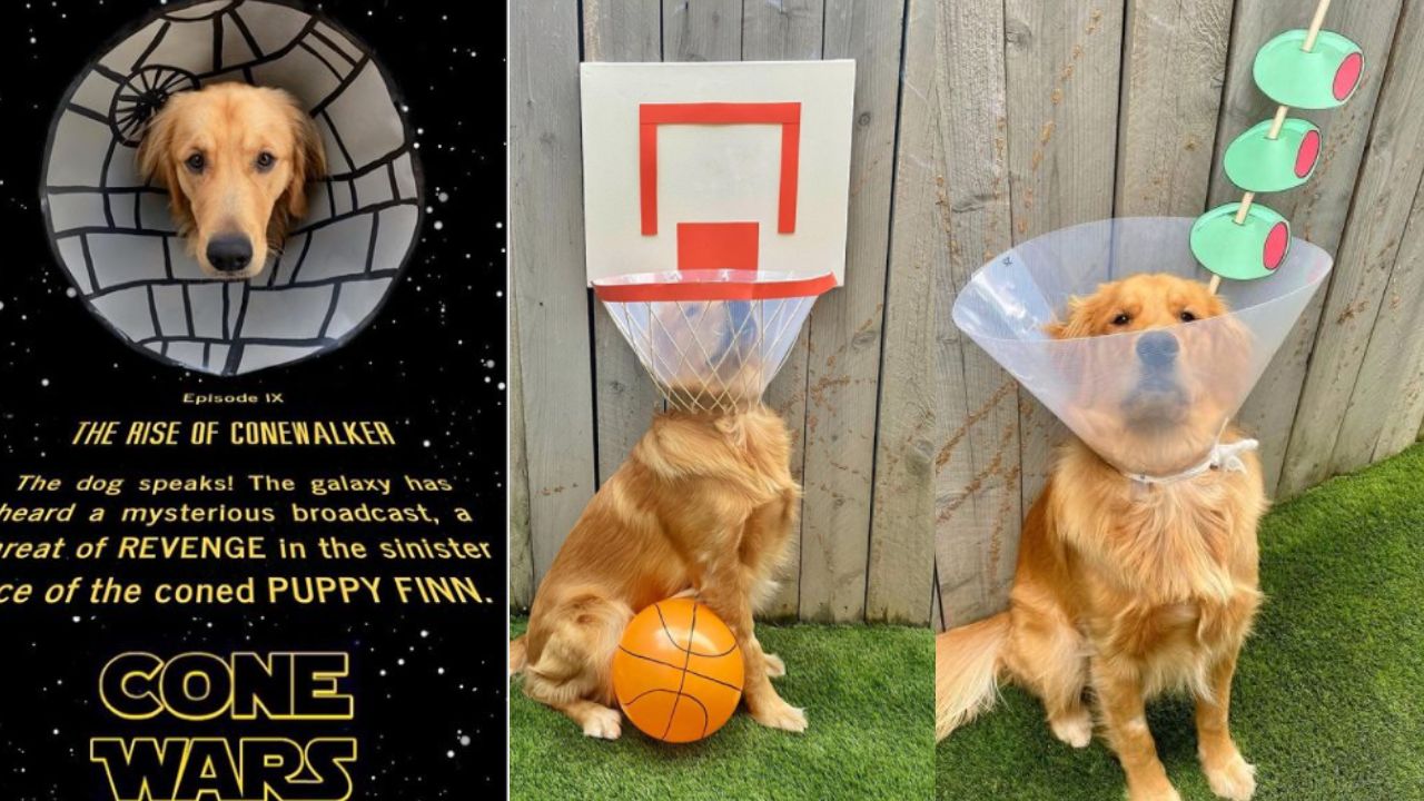 Perrito se hace viral con su cono