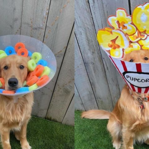 La dueña de este perro decoró su cono todos los días