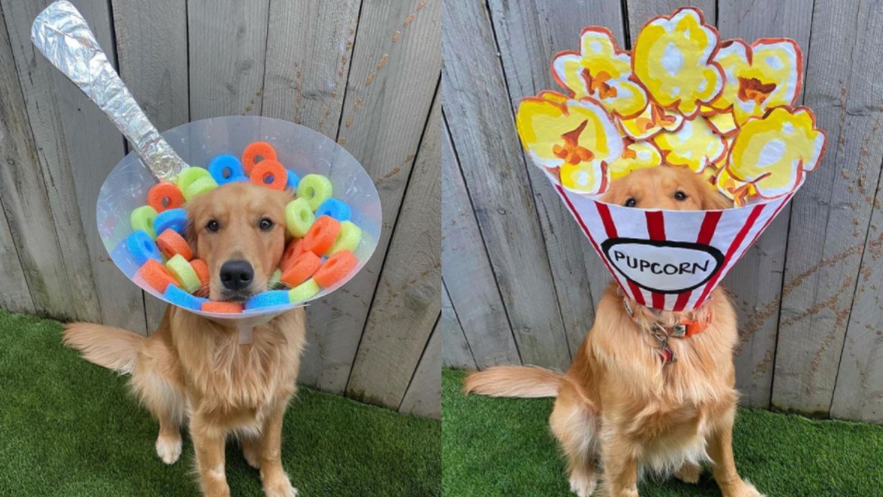 La dueña de este perro decoró su cono todos los días