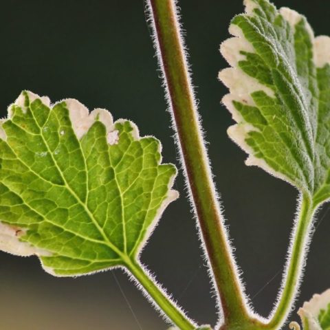 Planta del incienso contra los mosquitos