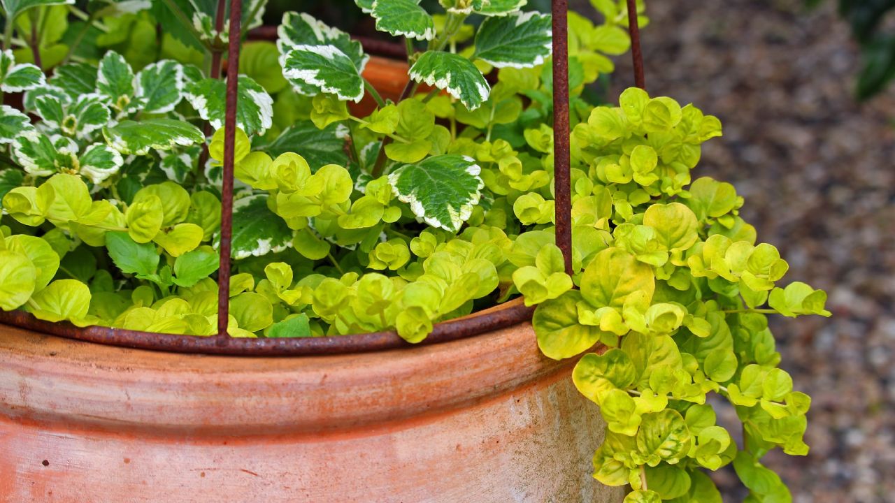 Beneficios de la planta del incienso