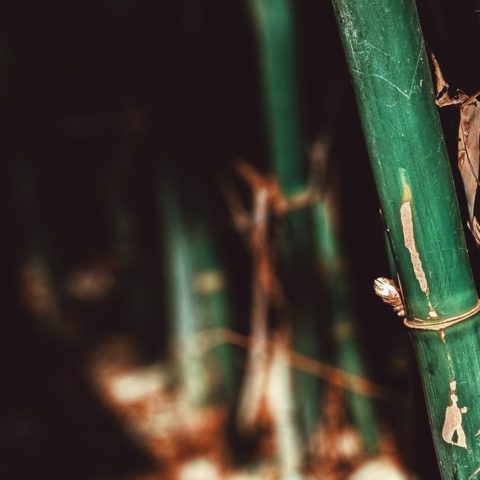 por qué mis plantas de interior tienen tallo amarillo