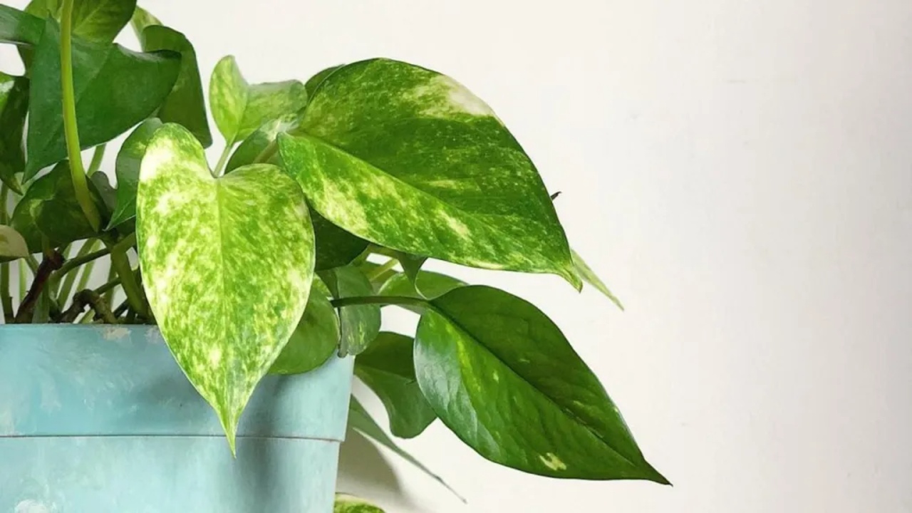 jardineria como cuidar poto