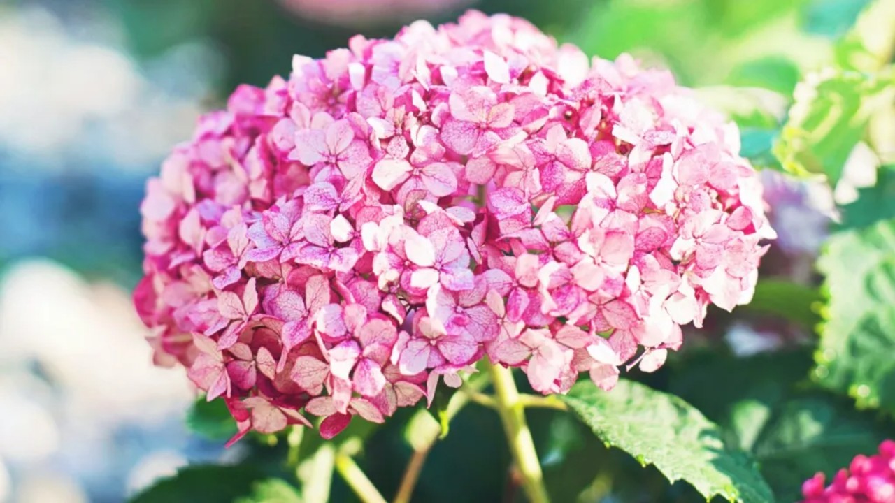 hortensias son plantas de sol