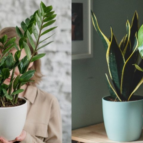 plantas de interior buenas bonitas y baratas