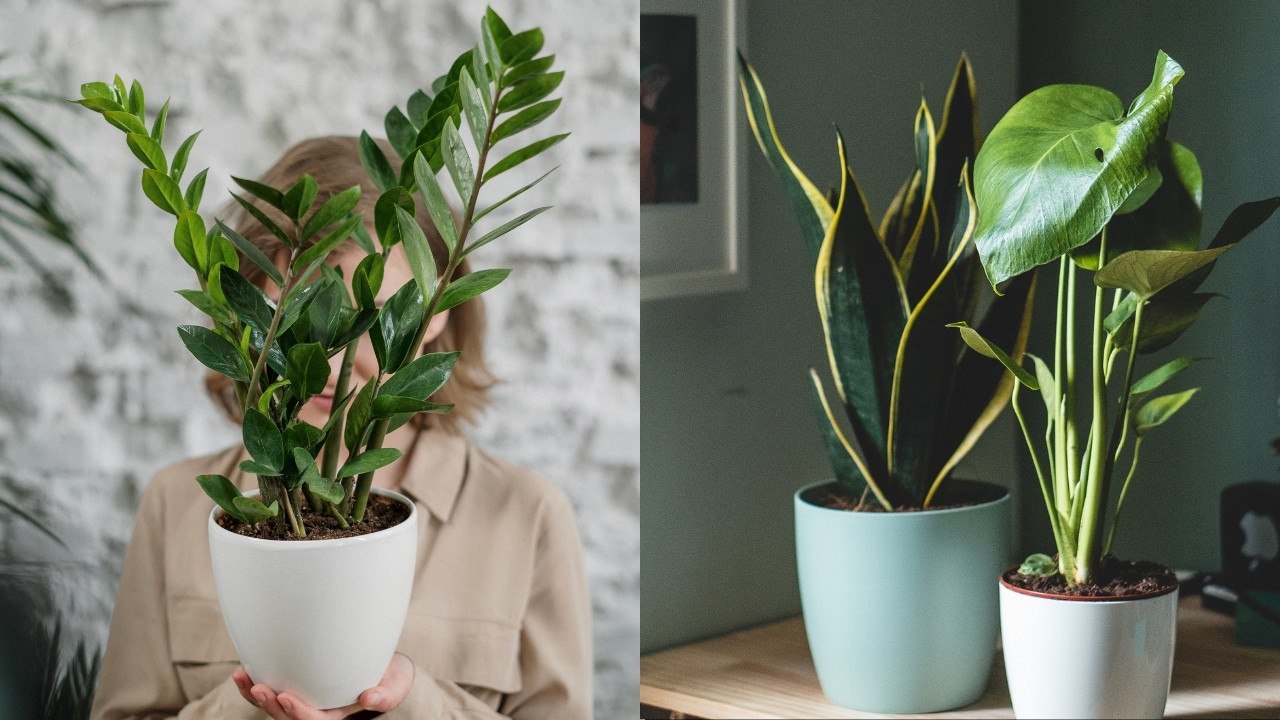 plantas de interior buenas bonitas y baratas