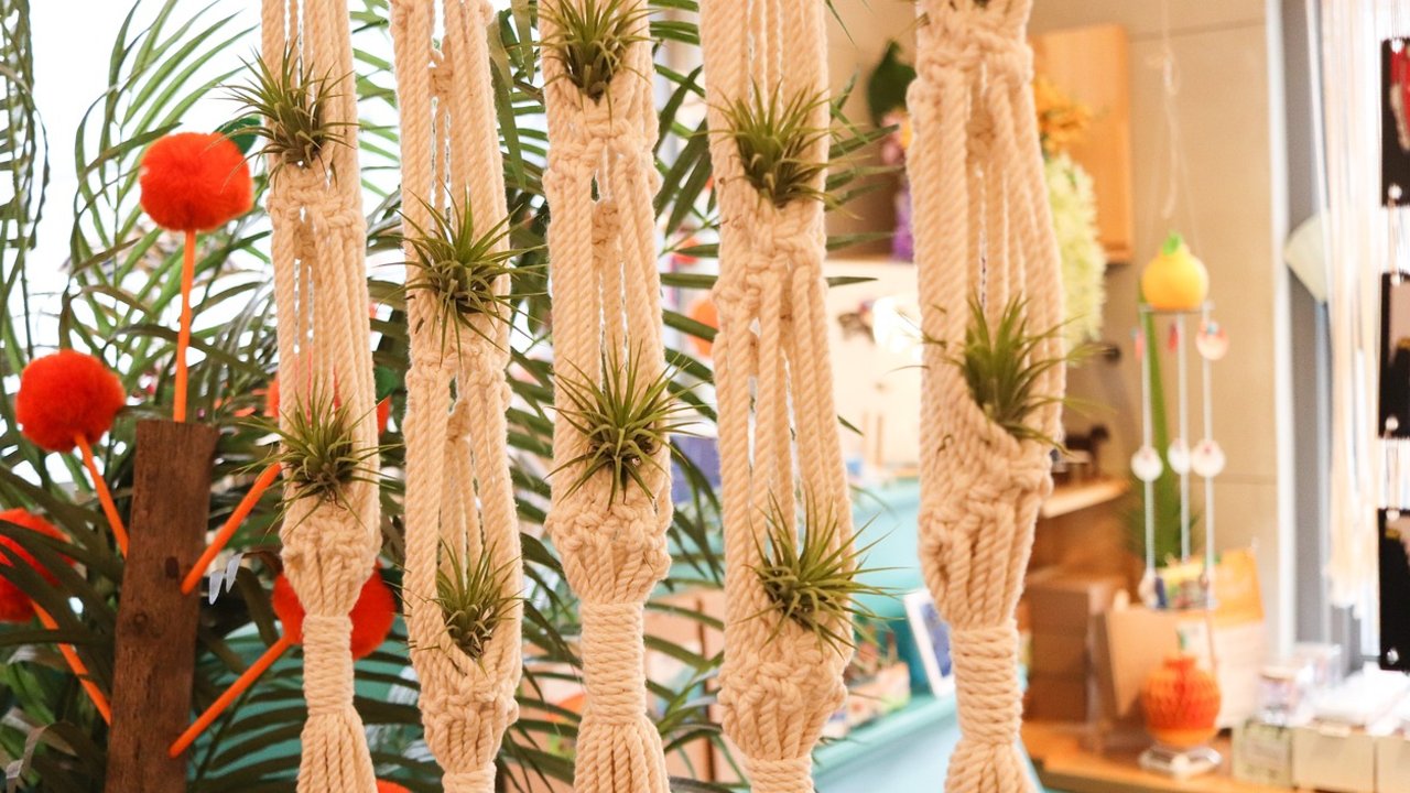 jardineria plantas colgantes