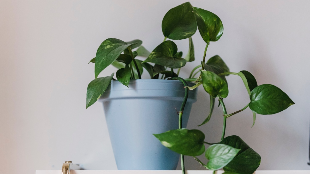 tipos de plantas interiores colgantes