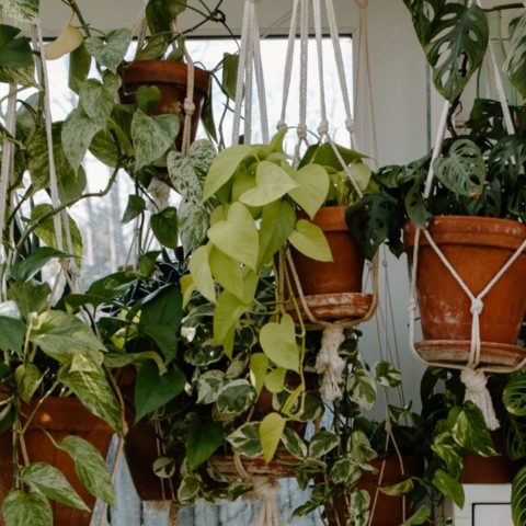 plantas de interior colgantes
