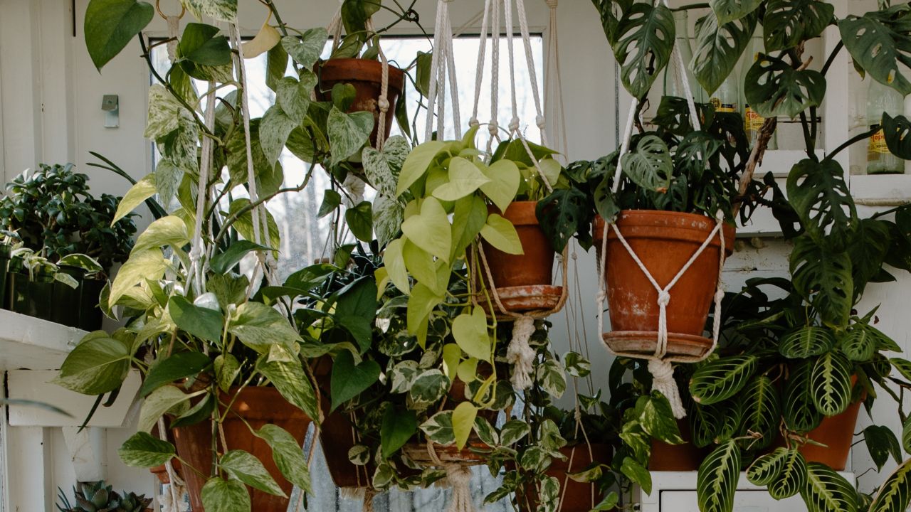 plantas de interior colgantes