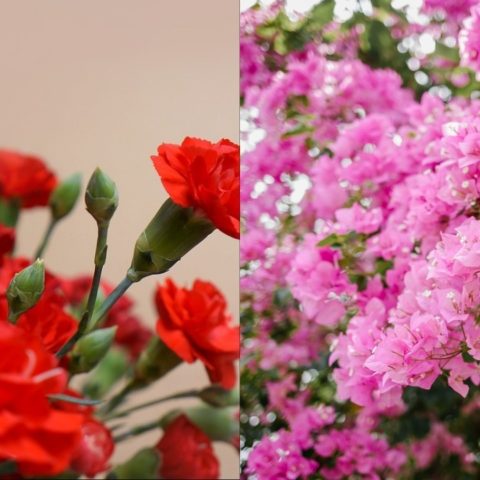 plantas de sol que florecen con mucho calor