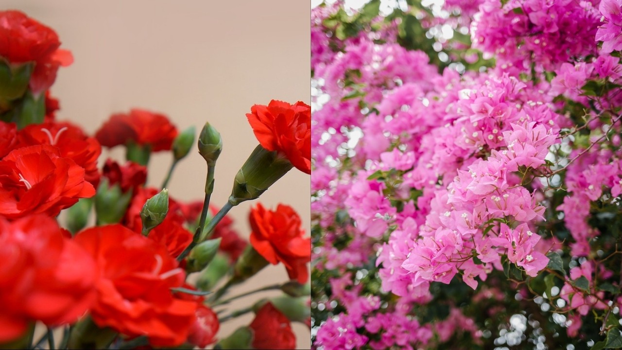 plantas de sol que florecen con mucho calor