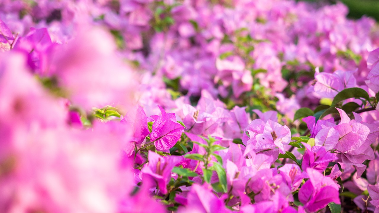 macetas que resienten sol