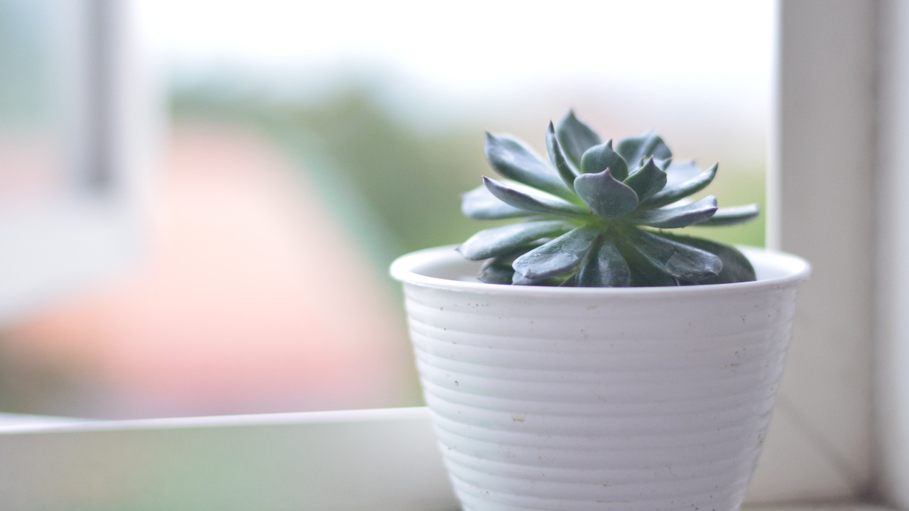 plantas suculentas de sol