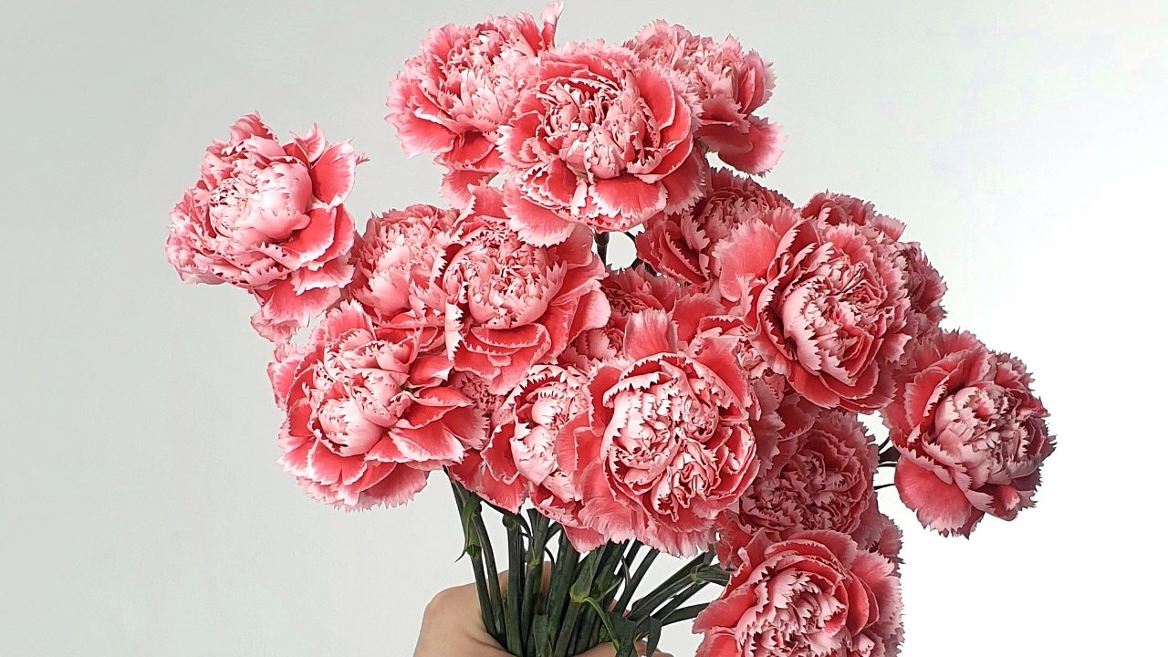 consejos de jardineria claveles