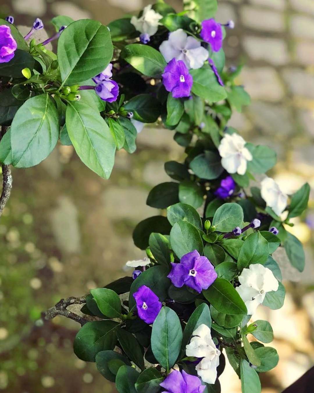 planta de interior para alegrar espacios
