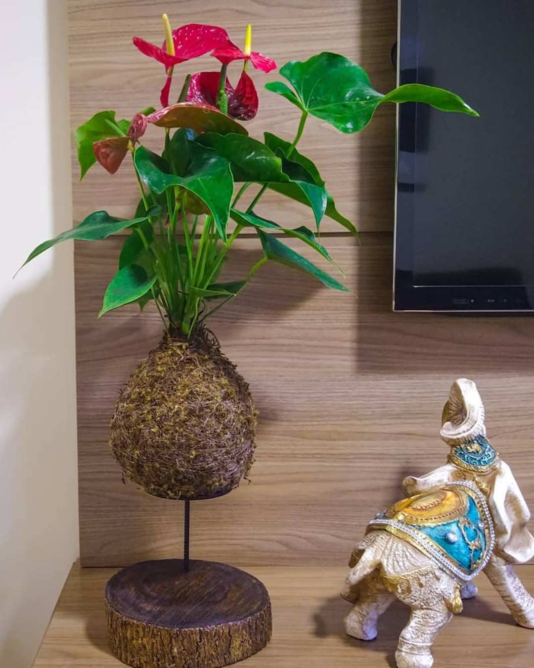 plantas de sombra de colores anturio