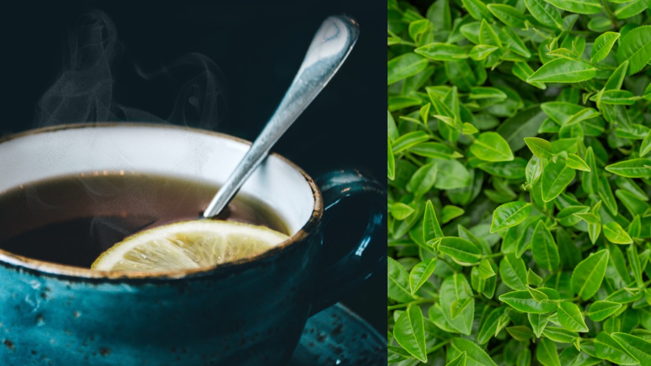 plantas medicinales para bajar el colesterol y trigliceridos