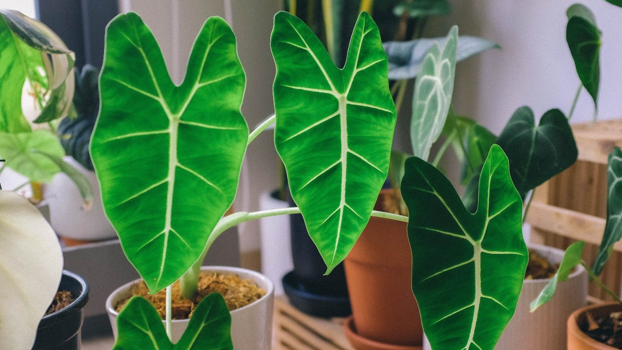 jardineria para expertos