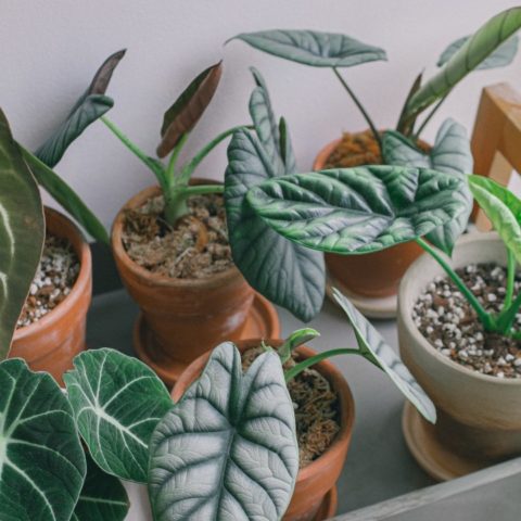 plantas de interior para jardineros avanzados