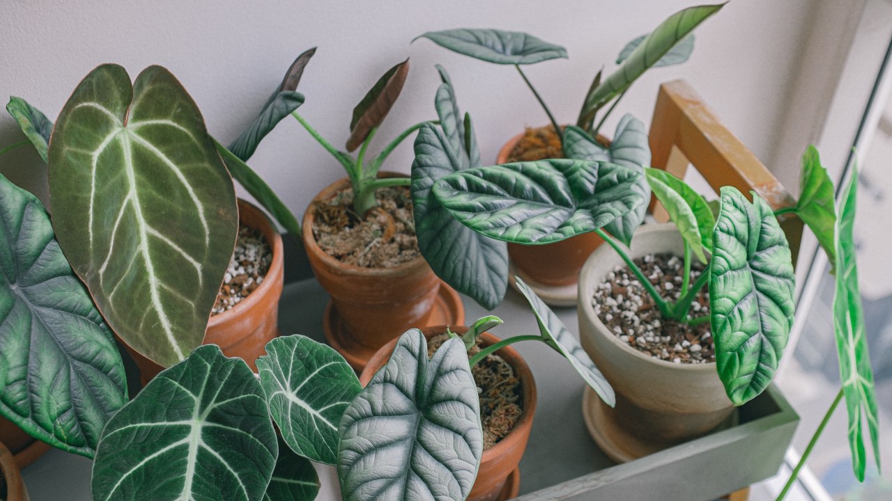 plantas de interior para jardineros avanzados