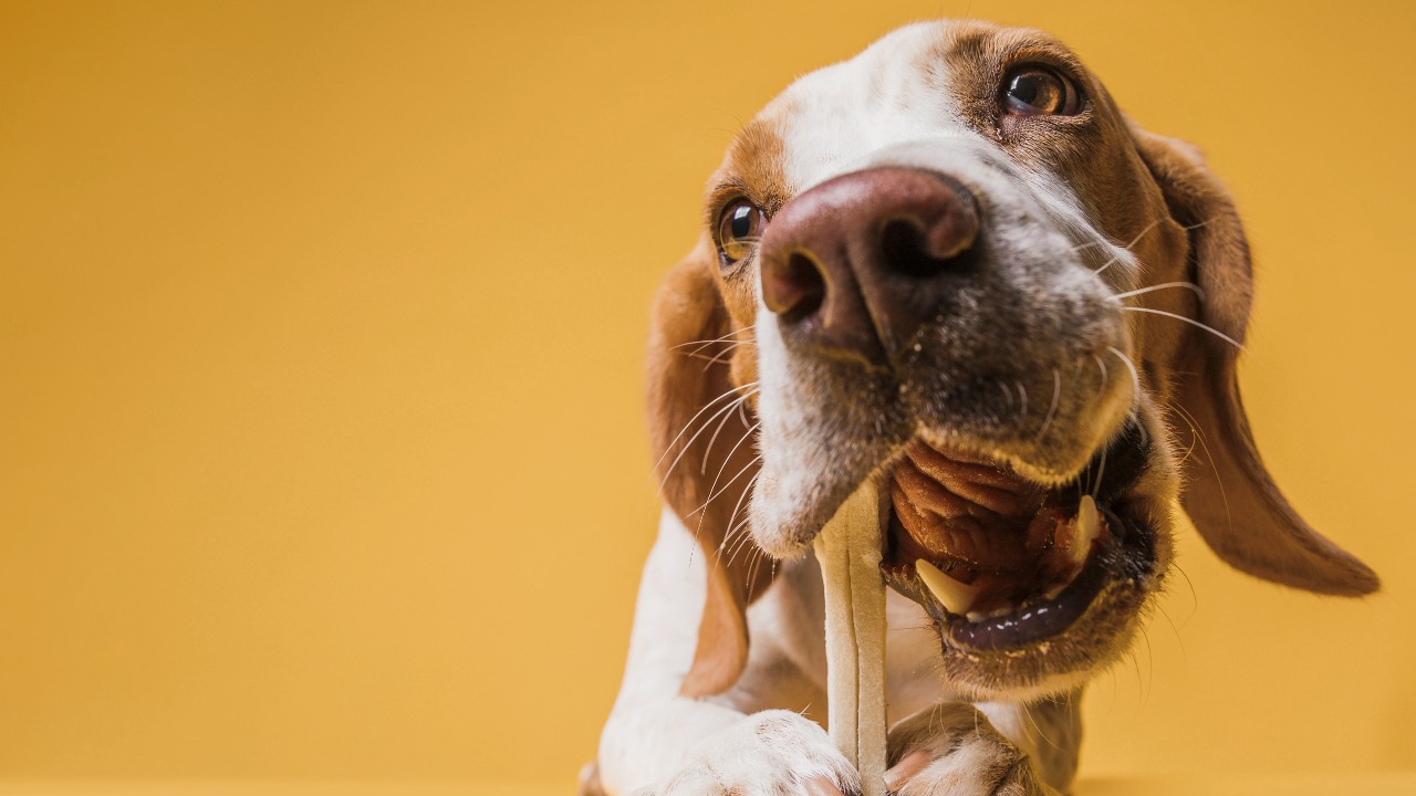 por qué nunca debes darle huesos a tu perro