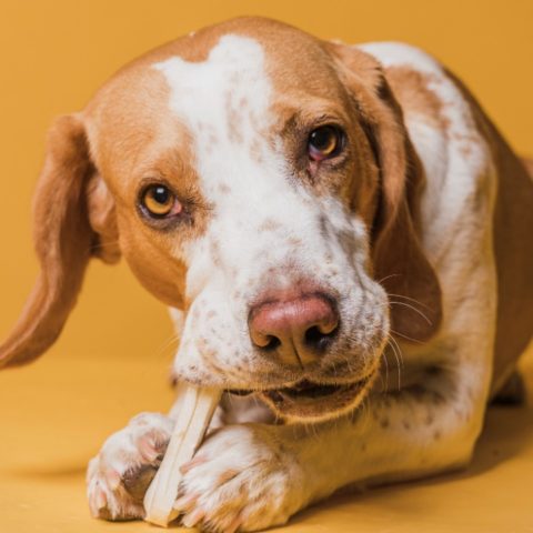 nunca debes darle huesos a tu perro