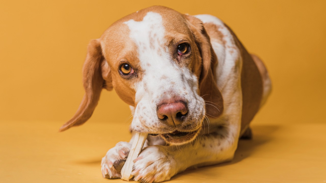 nunca debes darle huesos a tu perro