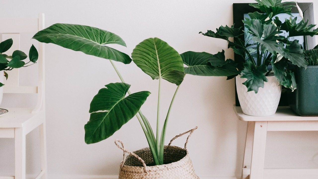 plantas de interiores cómo limpiar hojas