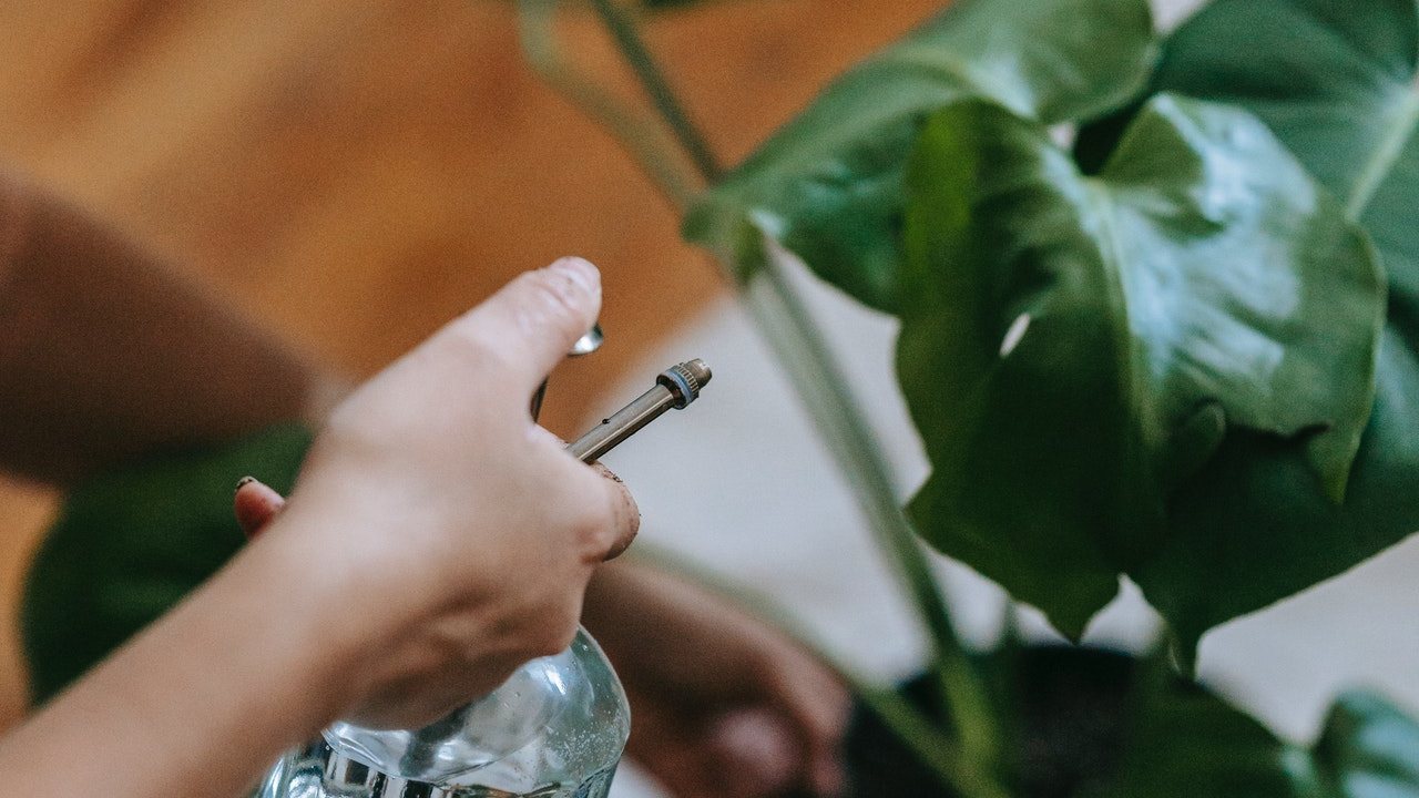 jardinería cómo limpiar hojas de plantas para interiores