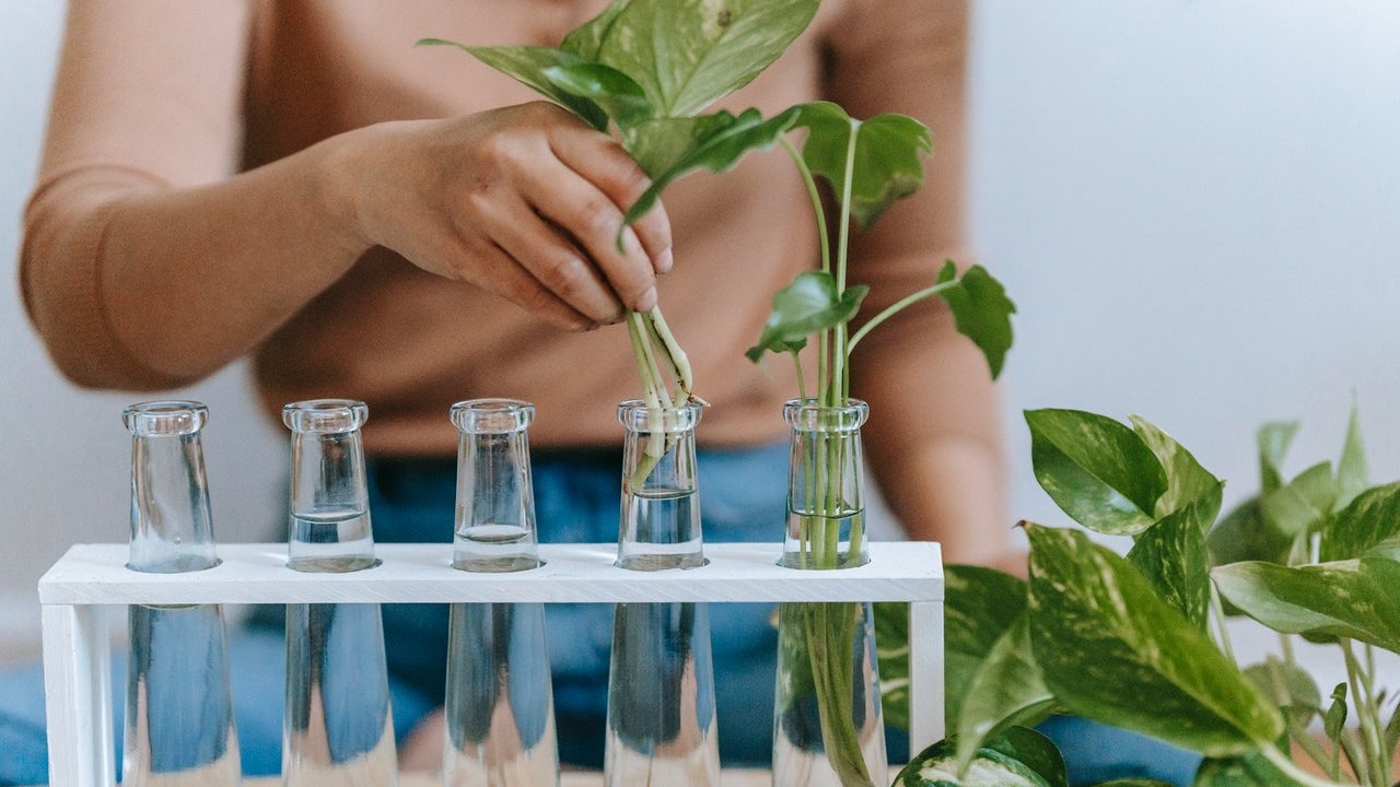 Cómo cuidar de forma correcta de tus plantas