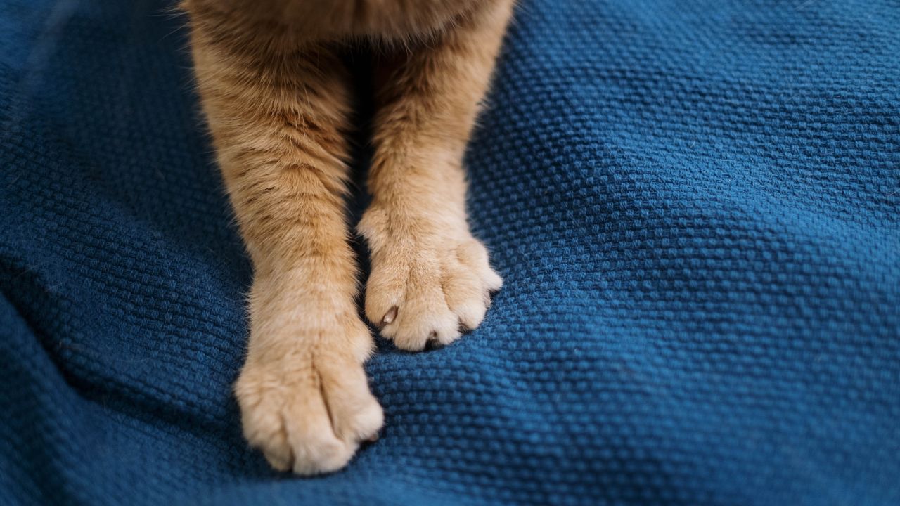 Por qué tu gato amasa con sus patitas