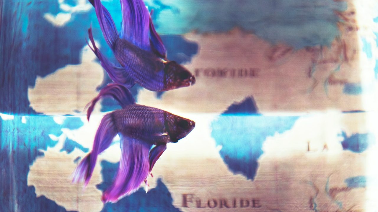 elecciones tienda de mascota pez betta