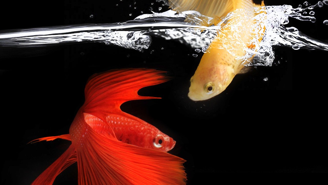 peces betta por qué peleas