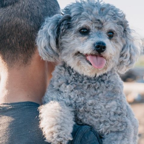 perros viven tan poco tiempo ciencia