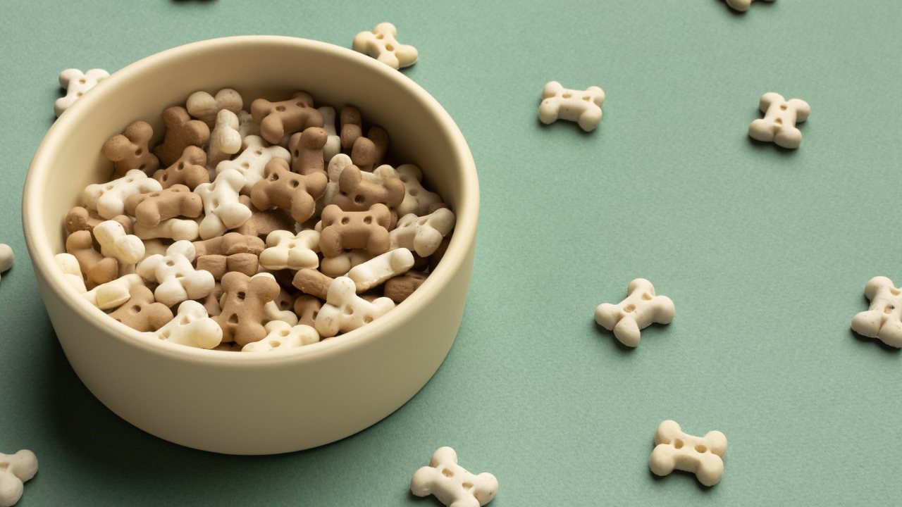 croquetas para perro si tu can no quiere comer