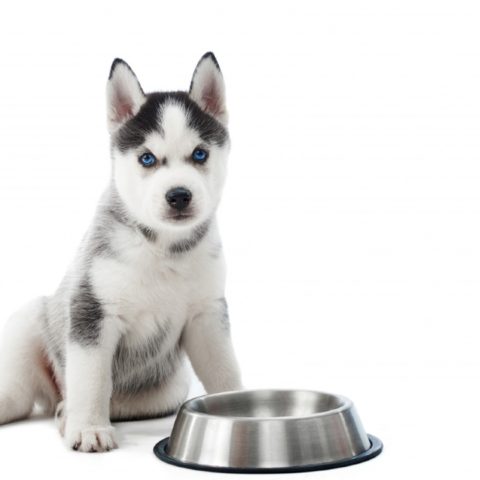 mi perro no quiere comer razones