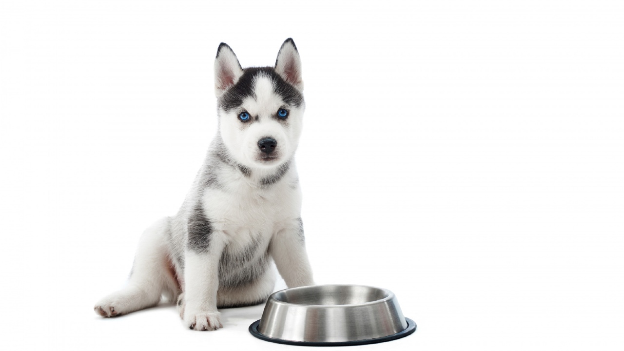 mi perro no quiere comer razones