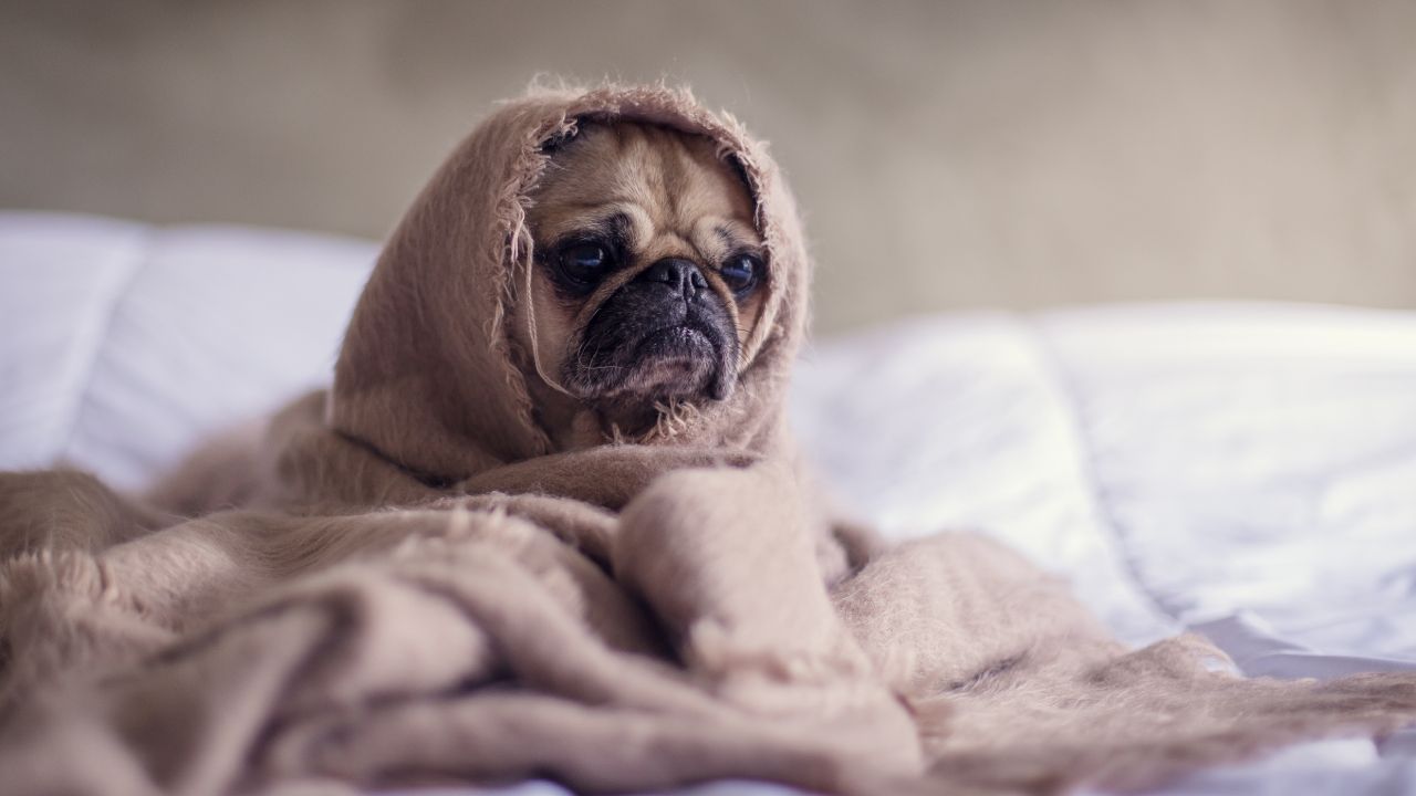 Mi perro vomita amarillo