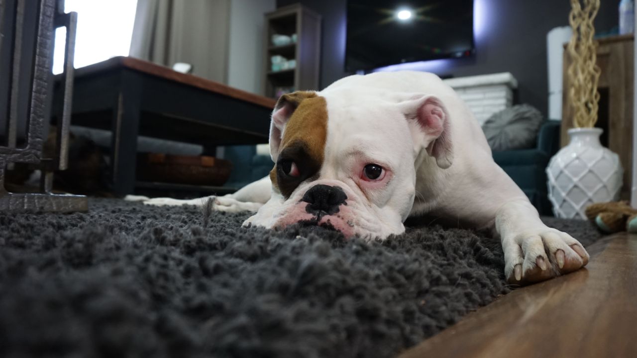 Causas del vómito amarillo en perros